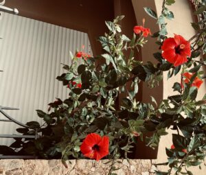 IMG_5984
