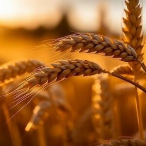 Mama Reset Audio/Meditatie